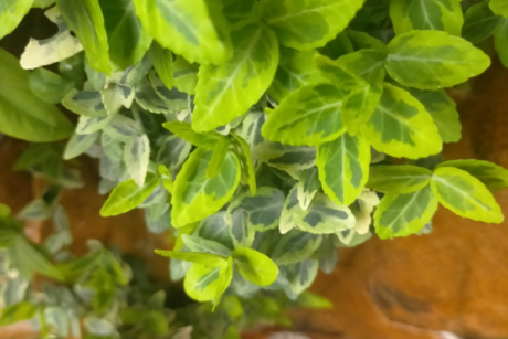 MATERIALI SINTETICI E VEGETALI